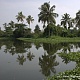 Индия. Отражения пальм среди зарослей водяного ореха
